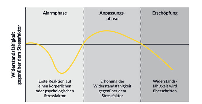 Ashwagandha Stresssenkung