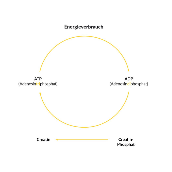 Creatin Adenosintriphosphat Adenosindiphosphat