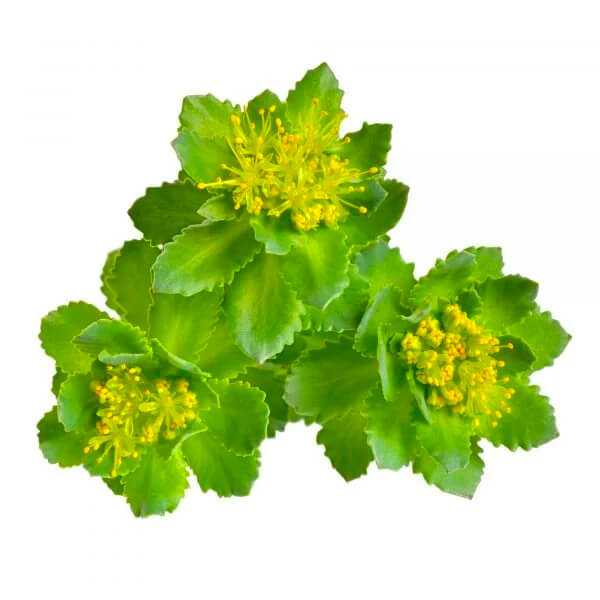 Rhodiola Rosea Extrakt