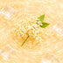 Holunderblüte