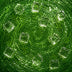 Waldmeister