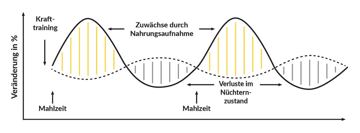 positive Proteinbilanz