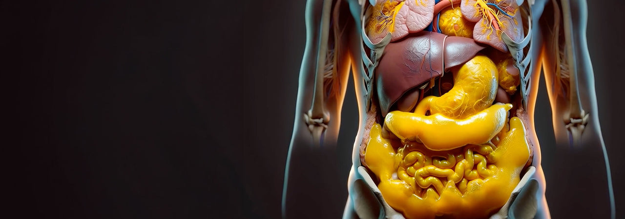 Transparent view of the human torso highlighting detailed digestive organs including stomach, liver, and intestines