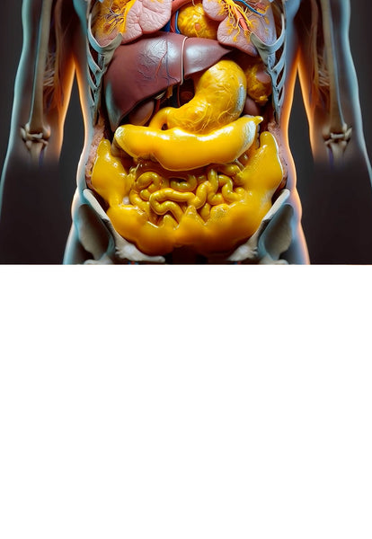 Detailed anatomical view of the human torso focusing on major digestive organs in vivid yellow and brown tones